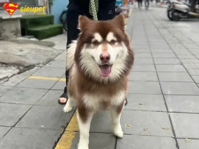 Bí Quyết Nuôi Chó Alaska Để Phát Huy Trí Thông Minh