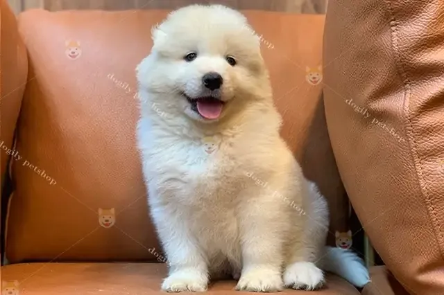 Chân dung chó Alaska Malamute trưởng thành với ánh mắt tinh anh