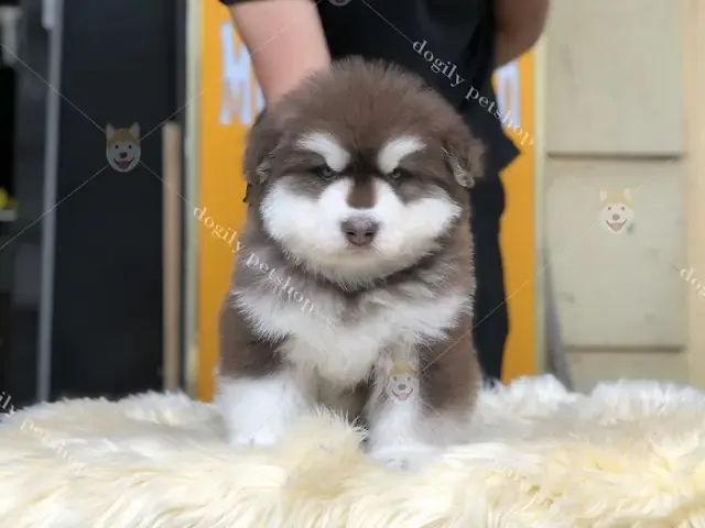 Tư thế nằm nghỉ ngơi đáng yêu của chó kéo xe Alaska