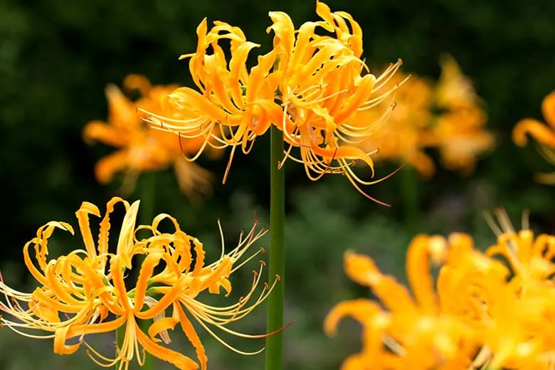 Ý nghĩa hoa bỉ ngạn vàng cũng cực kỳ đau buồn