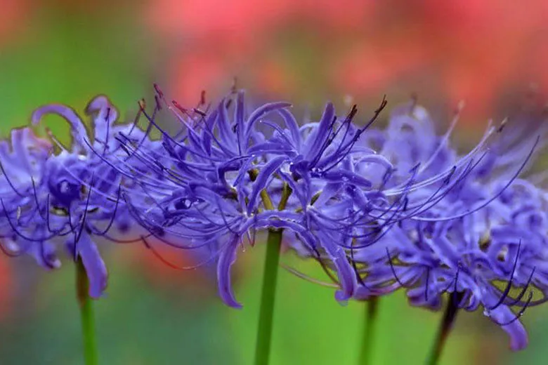 Tình yêu tròn đầy, vẹn toàn với hoa bỉ ngạn tím