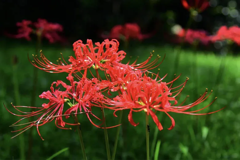 Truyền thuyết hoa bỉ ngạn bắt nguồn từ một mối tình đau thương