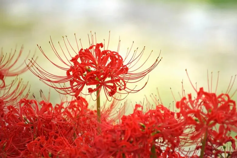 Bỉ ngạn đỏ thể hiện sự chia xa