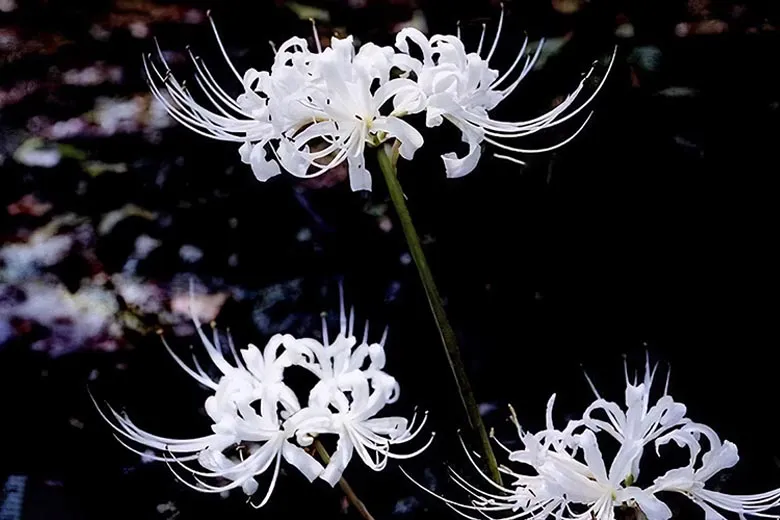 Bỉ ngạn trắng là sự trong trắng và thuần khiết