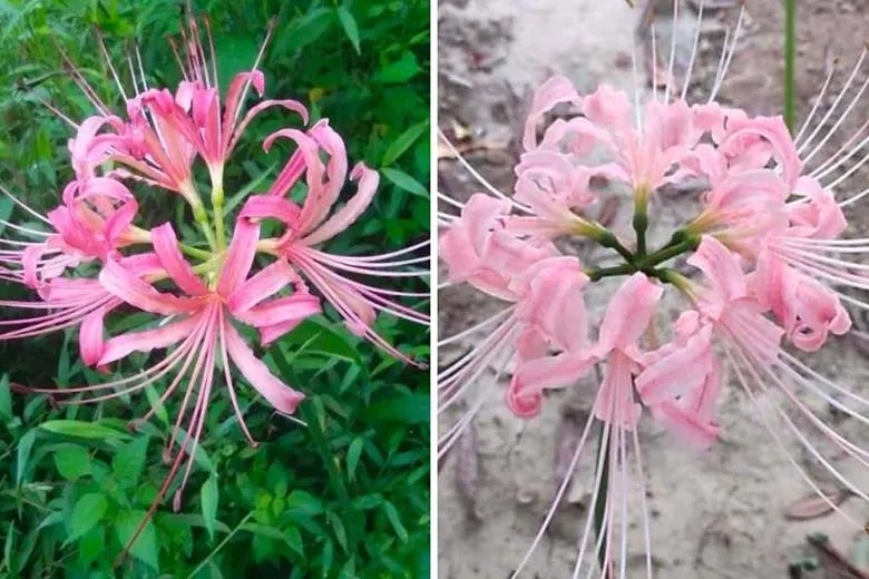 Bỉ ngạn hồng cực ngọt ngào và tinh tế