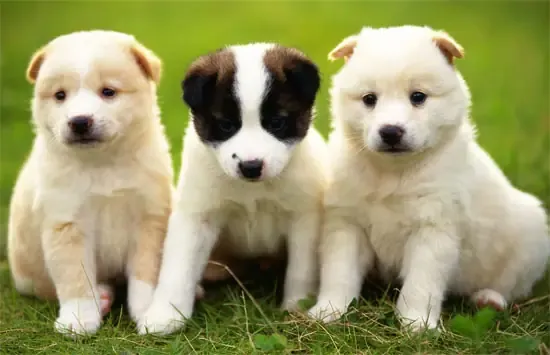 Liên Minh Bảo Vệ Chó Châu Á Được Thành Lập