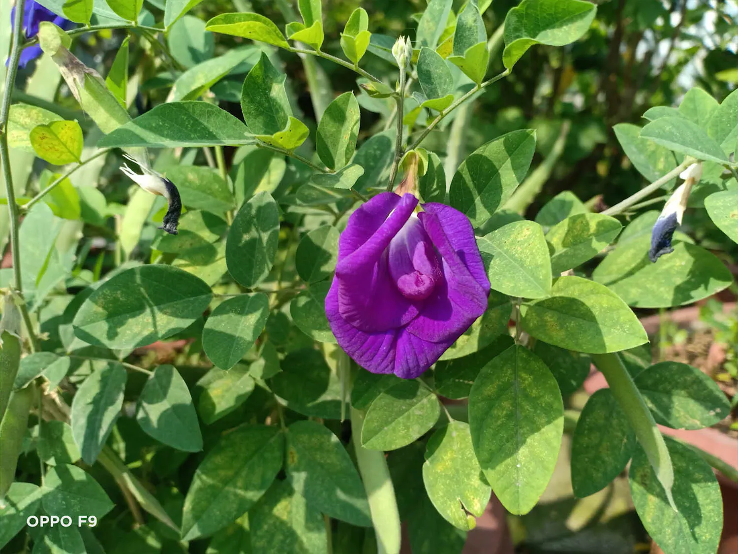 Khả năng xử lý xóa phông nghệ thuật giúp làm nổi bật chủ thể chính trong bức ảnh